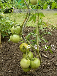 成都房贷逾期(成都房贷逾期一天会怎么样)