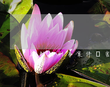 成都打刑事案件厲害的律師