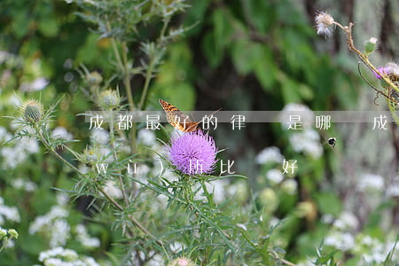 成都最好的律師是哪個(成都哪個律師事務(wù)所比較好)