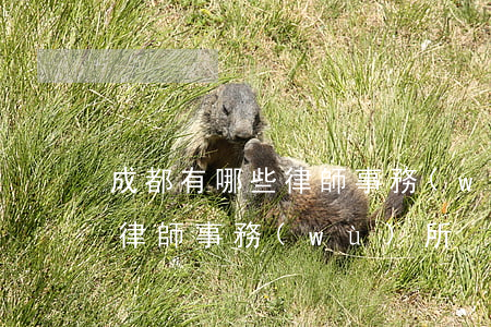 成都有哪些律師事務(wù)所(成都有多少律師事務(wù)所)
