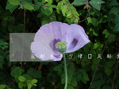 成都有多少律師(成都有多少律師)