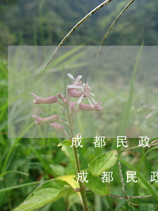 成都民政局離婚流程如何辦理手續(xù)(成都民政局離婚流程如何辦理手續(xù))
