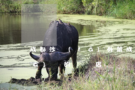 成都沙發(fā)外架(成都市定做沙發(fā)墊的實體店)