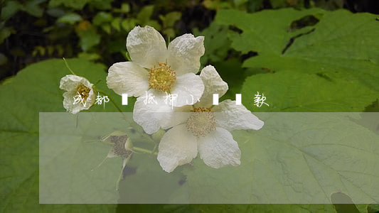 成都無抵押小額貸款