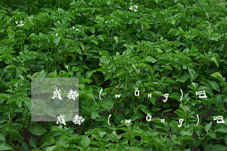 成都網(wǎng)吧轉(zhuǎn)讓(成都網(wǎng)吧轉(zhuǎn)讓費(fèi)一般多少)