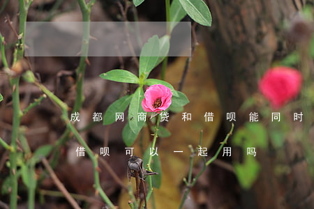 成都网商贷和借呗能同时还款吗-网商贷和借呗可以一起用吗