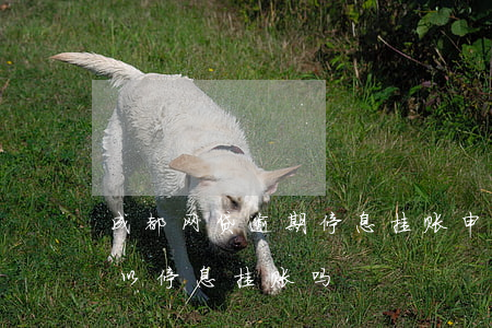 成都网贷逾期停息挂账申请条件(网贷逾期可以停息挂账吗)