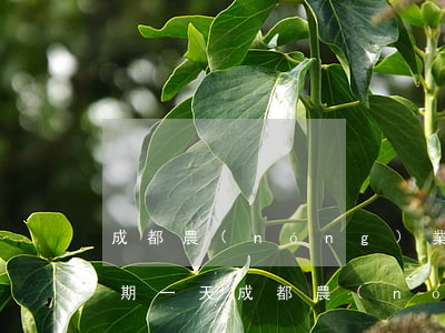 成都農(nóng)業(yè)銀行還款逾期一天(成都農(nóng)業(yè)銀行還款逾期一天怎么辦)