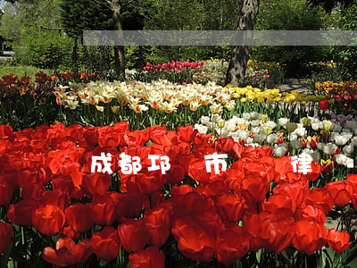 成都邛崍市債務律師-邛崍市律師免費咨詢