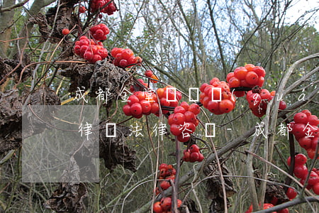 成都金堂縣債權(quán)債務(wù)律師法律咨詢-成都金堂縣債權(quán)債務(wù)律師法律咨詢電話