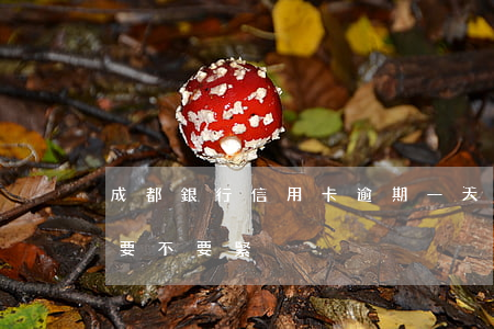 成都銀行信用卡逾期一天(信用卡逾期了一天要不要緊)
