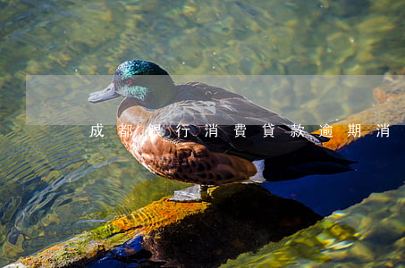 成都銀行消費貸款逾期(消費金融已嚴重逾期)