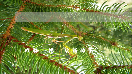成都離婚買房新政策