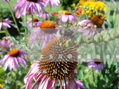 我丈夫花唄逾期我會被起訴嗎(花唄逾期多久會被起訴?花唄逾起訴)
