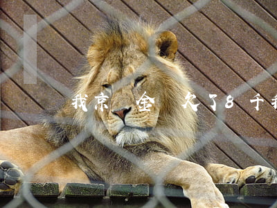我京東金條欠了8千(我京東金條欠了8千)