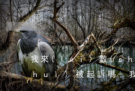 我來(lái)數(shù)科逾期后會(huì)被起訴嗎-我來(lái)數(shù)科逾期后會(huì)被起訴嗎