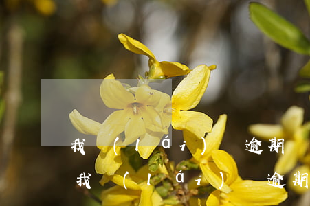 我來(lái)貸逾期會(huì)上門嗎(我來(lái)貸逾期會(huì)上門嗎是真的嗎)