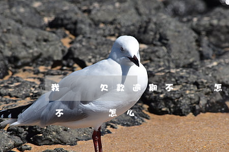我來貸欠款逾期不還會怎么樣(貸款一直逾期不還會怎么樣)
