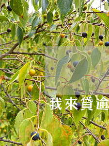我來貸逾期上訴(我來貸逾期上訴有用嗎)