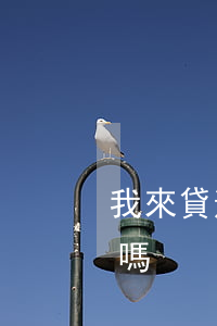 我來貸逾期收到律師函(我來貸律師函是真的嗎)
