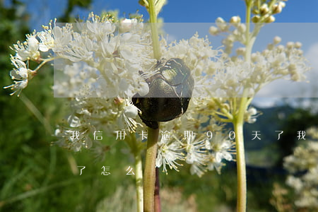 我信用卡逾期90天了(我信用卡逾期90天了怎么辦)