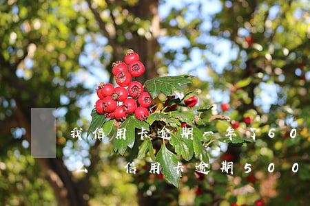 我信用卡逾期一年了6000多被起訴了怎么辦（信用卡逾期5000被起訴了）