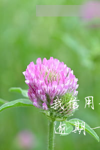 我信用卡逾期一年多了黑戶了嗎（透支信用卡逾期一年多）