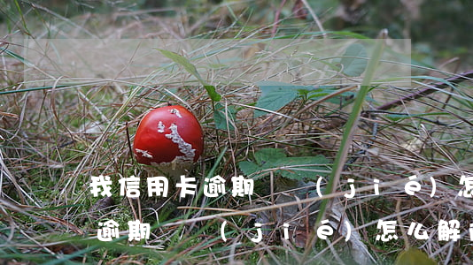 我信用卡逾期凍結(jié)怎么辦(信用卡逾期凍結(jié)怎么解除)