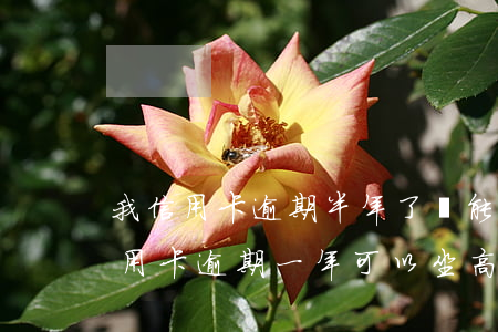 我信用卡逾期半年了還能坐高鐵嗎(支付寶信用卡逾期一年可以坐高鐵嗎?)