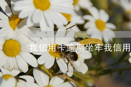 我信用卡逾期坐牢(我信用卡逾期坐牢的多嗎)