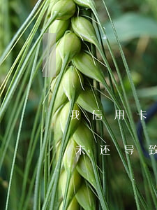 我信用卡逾期无法使用了怎么办，信用卡逾期未还，导致无法正常使用，如何解决？