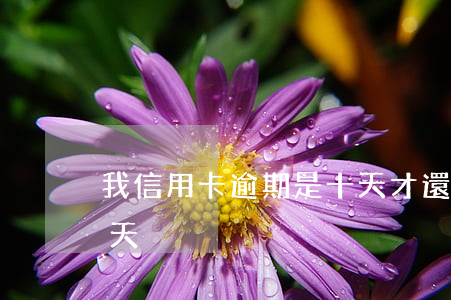 我信用卡逾期是十天才還(信用卡逾期了10天)