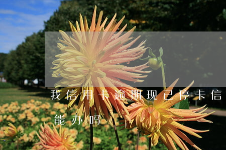 我信用卡逾期现已停卡（信用卡逾期被停卡还能办吗）