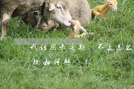 我信用卡逾期還不上怎么辦，信用卡逾期未還款，如何解決？