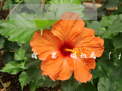 我們要離婚但是結(jié)婚證丟了怎么辦