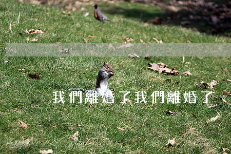 我們離婚了(我們離婚了別碰我)