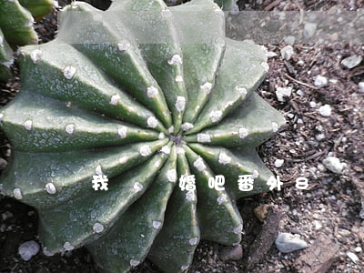 我們離婚吧番外8