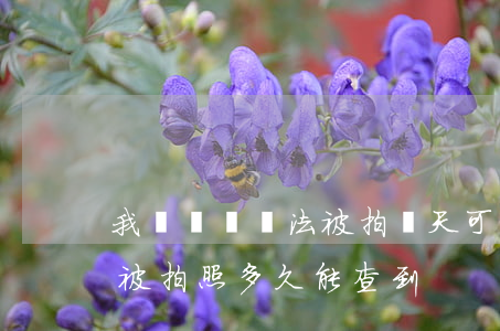 我們駕車違法被拍當天可以查到嗎(車子違停被拍照多久能查到)
