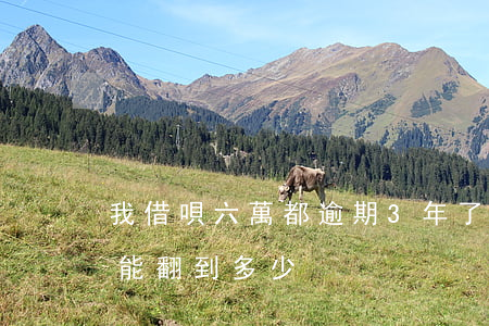 我借唄六萬都逾期3年了(借唄五萬逾期三年能翻到多少)