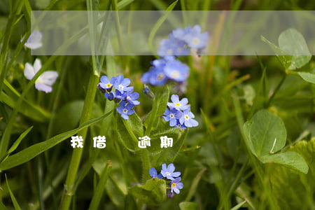 我借唄逾期