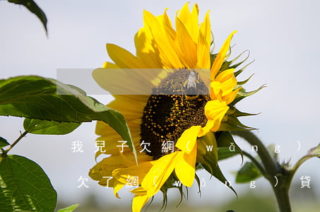我兒子欠網(wǎng)貸 還不起怎么辦(我欠了網(wǎng)貸還不起怎么辦)