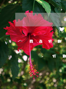 我去分期樂借錢月結(jié)不逾期可以嗎-分期樂月末借不出來