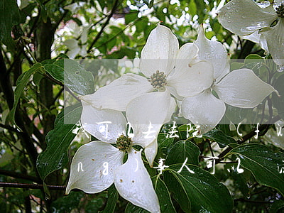 我可以去法院復(fù)印卷宗嗎(當(dāng)事人可以從法院復(fù)印什么)
