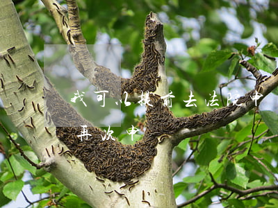 我可以提前去法院申請嗎(能不能上法院提交再次申請)