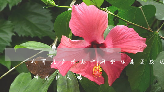 我可以直接起诉网贷协商还款吗(网贷可以起诉借款人吗)
