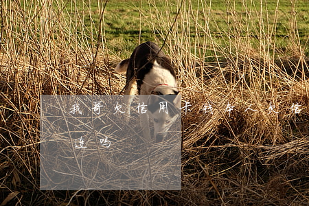 我哥欠信用卡钱(本人欠信用卡钱,家人会受牵连吗)