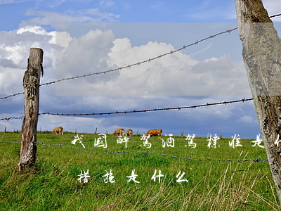 我国醉驾酒驾标准是什么（醉驾和酒驾的处罚措施是什么）