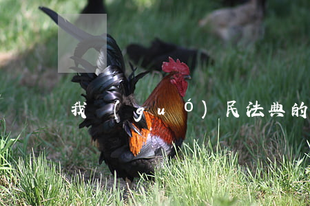 我國(guó)民法典的來(lái)源