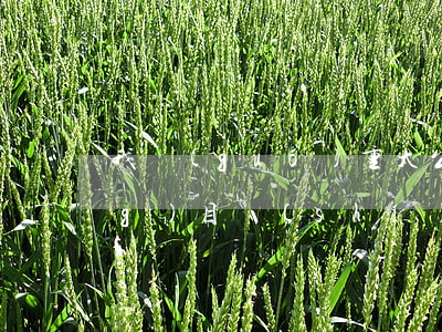 我國(guó)重大公共投資項(xiàng)目實(shí)施中有哪些問(wèn)題