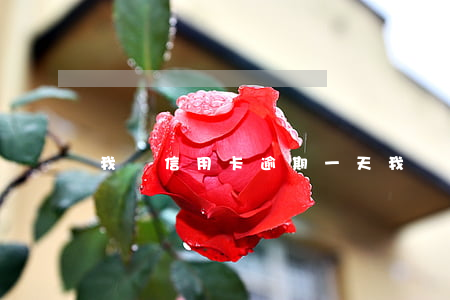 我國信用卡逾期一天(我國信用卡逾期一天)
